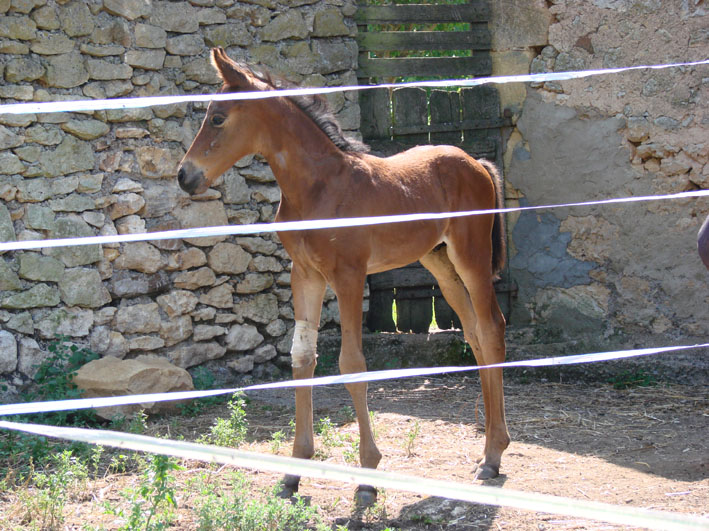 au pré